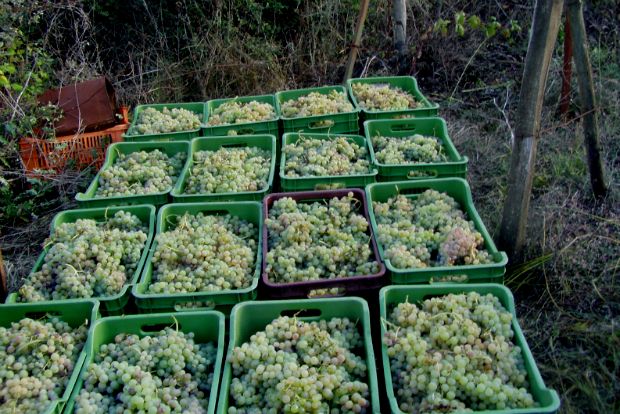 Τρύγος στη Ζίτσα, zitsa.blogspot.gr