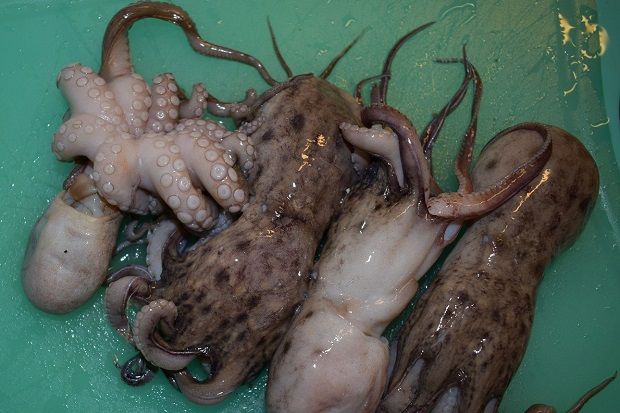 Τα χταπόδια είναι ανοιχτόχρωμα με 2 σειρές βεντούζες ενώ οι μοσχιοί μόνο μία, γκριζάρουν και τα πλοκάμια τους είναι πιο κοντά [photo: Νικος Μορόπουλος]