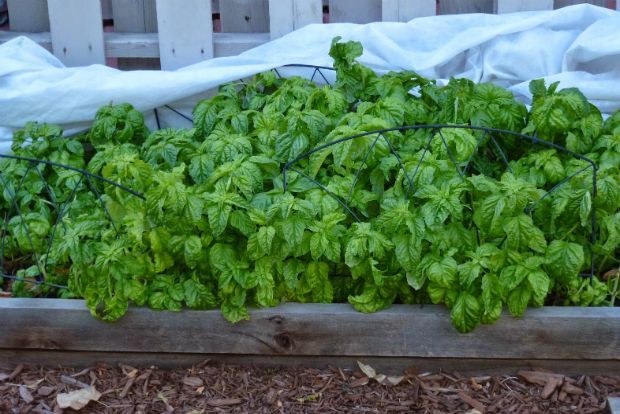 Photo: gardenpunchlist.blogspot.gr