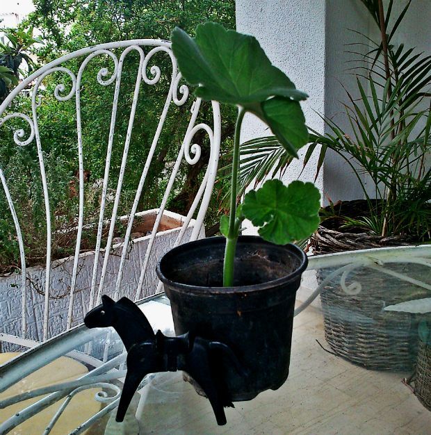 photo: Μαρία Πετρίδη