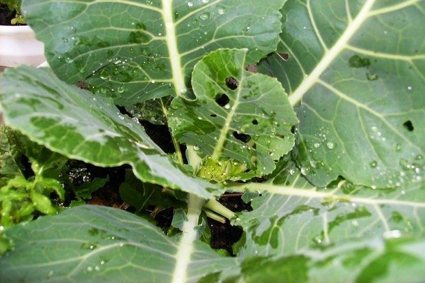 Photo: therustedgarden.blogspot.gr