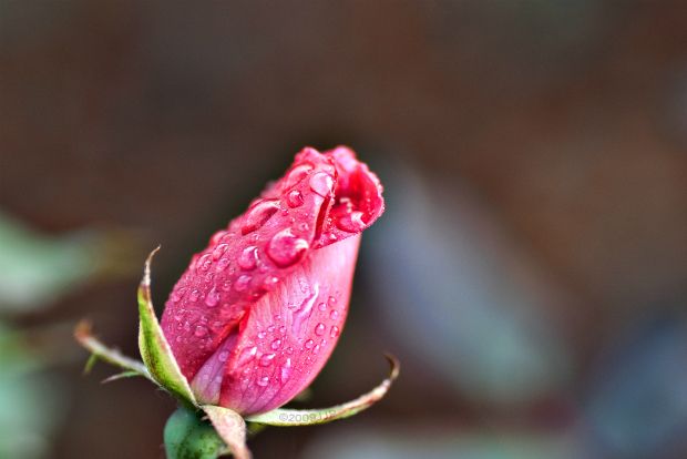 Photo: TattooedJJ/Flickr