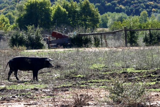 Photo: Kιβωτός του κ. Δημήτρη Δήμου, Αύρα Καλαμπάκας