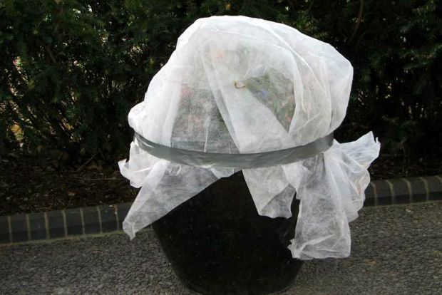 Photo: missouribotanicalgarden.org