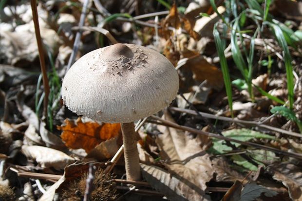 Η γουργουλιάνα (Macrolepiota procera)