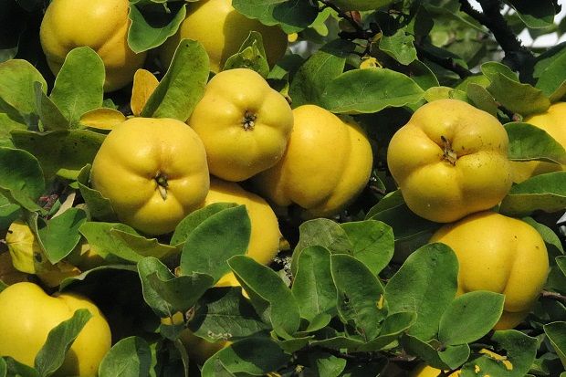 (photo: Commons.wikimedia)