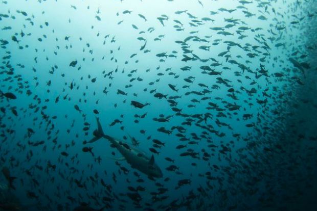 JORGE SILVA / REUTERS