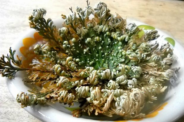 Photo: roseofjericho-wholesale.com