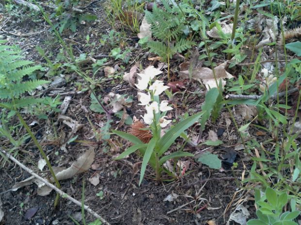 Cephalanthera longifolia, photo: Φιλάρετος Ψημμένος