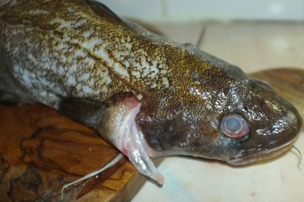 [photo: Νικος Μορόπουλος]