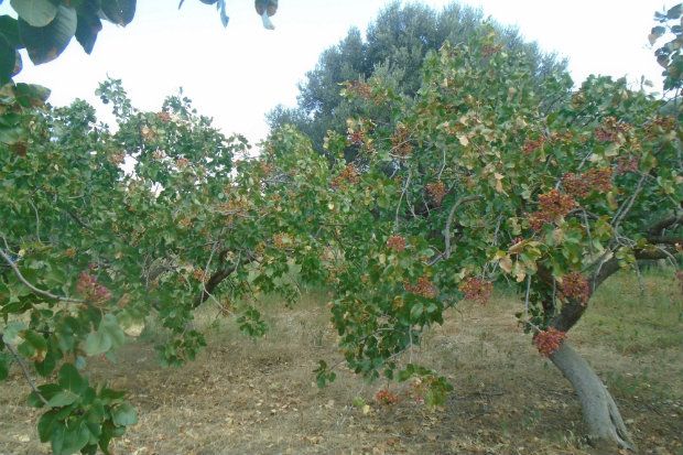 [photo: Στουκάνο Κλόζερ]