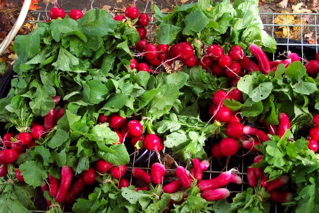 Photo: cowberry.srv1.graymatterhost.com