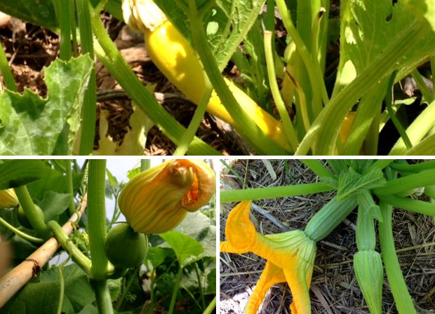 Κολοκυθάκια δροσερά / φωτό: Κική Τριανταφύλλη