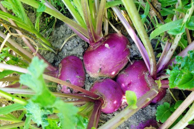 Τα γογγύλια