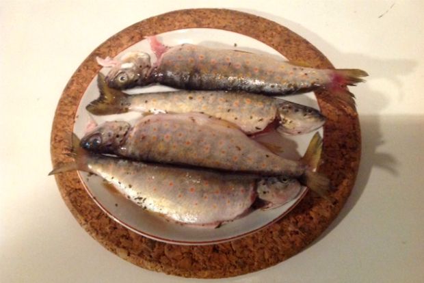 Άγριες πέστροφες ψαρεμένες στον Καρπενησιώτη / φωτό: Κική Τριανταφύλλη