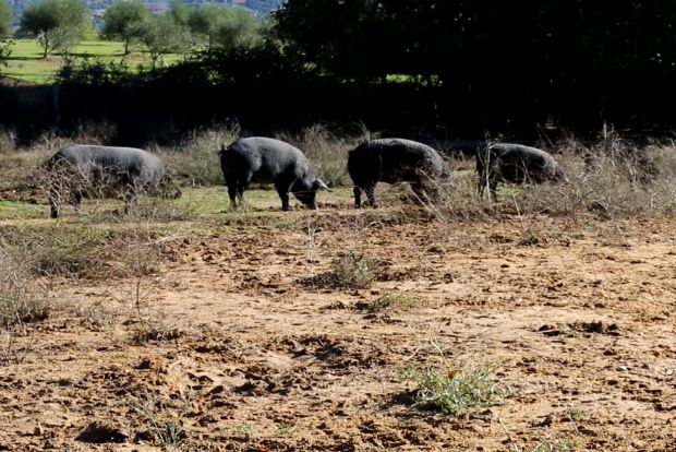 Τα περίφημα μαύρα γουρούνια της κιβωτού Δήμου