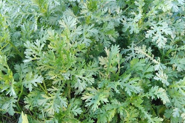 [photo: Νεκταρία Κοκκινάκη]