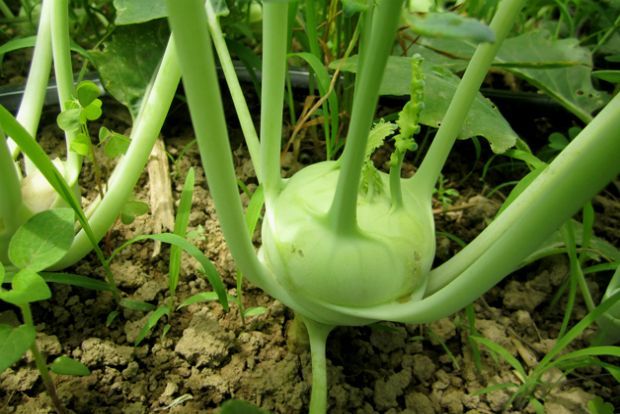 Γογγυλοκράμβη, leftbowerfarm.com