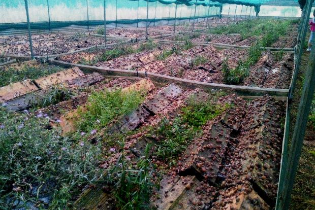 Facebook/EscargotDeCrete