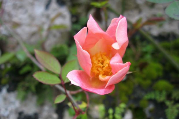 Rosa chinensis mutabilis