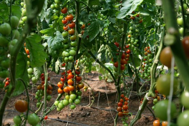 photo: dominionorganics.net