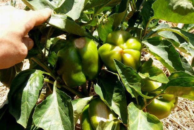 photo: Άντυ Παξινός