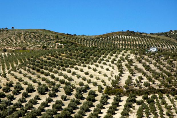 Ελαιώνες στην Ανδαλουσία, στο χωριό Baena (photoshelter.com)