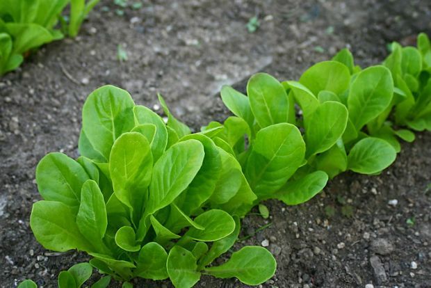 Μαρούλια, blackgold.bz