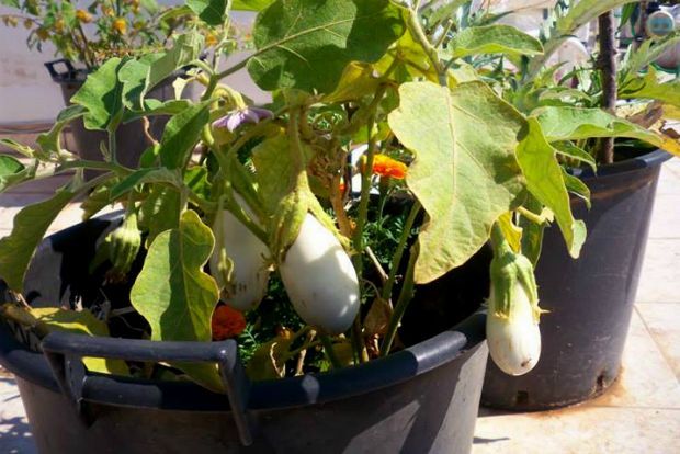 photo: Άντυ Παξινός