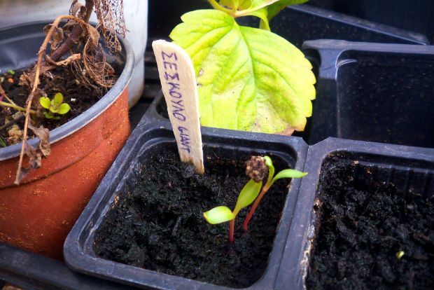 photo: Άντυ Παξινός