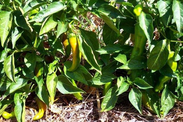 photo: Άντυ Παξινός