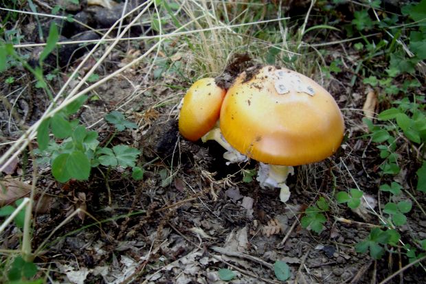 Νερατζούλες