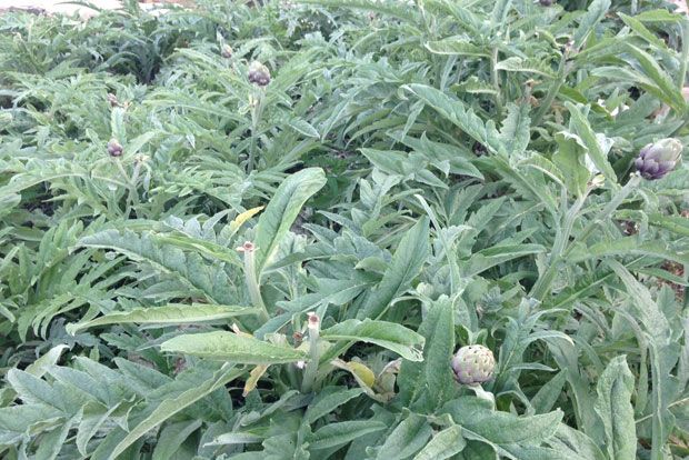 Οι αγκινάρες