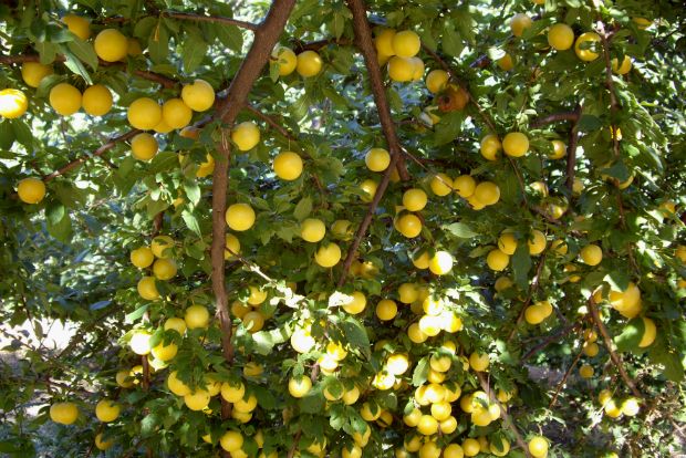 photo: Φιλάρετος Ψημμένος