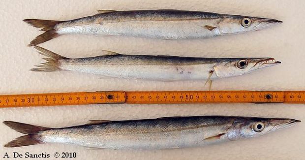 Λούτσος της Σικελίας (Sphyraena sphyraena), photo: fishbase