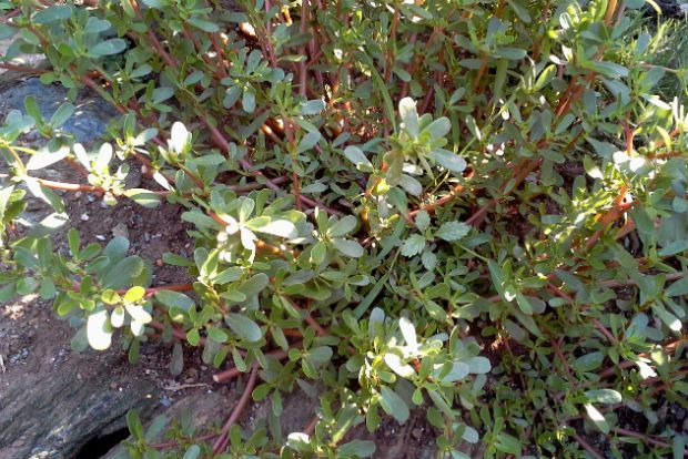 photo: Φιλάρετος Ψημμένος