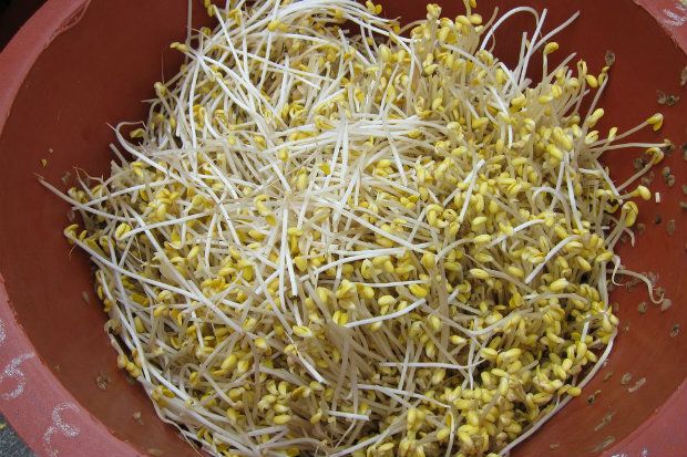 Οι φύτρες μπορεί να προσβληθούν από βακτήρια [Eugene Kim / Flickr]