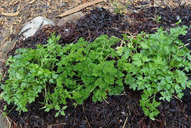 Photo: circlein.wordpress.com