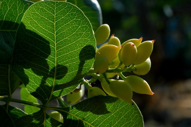 Photo: H. P. (Ασπέ) Coulon