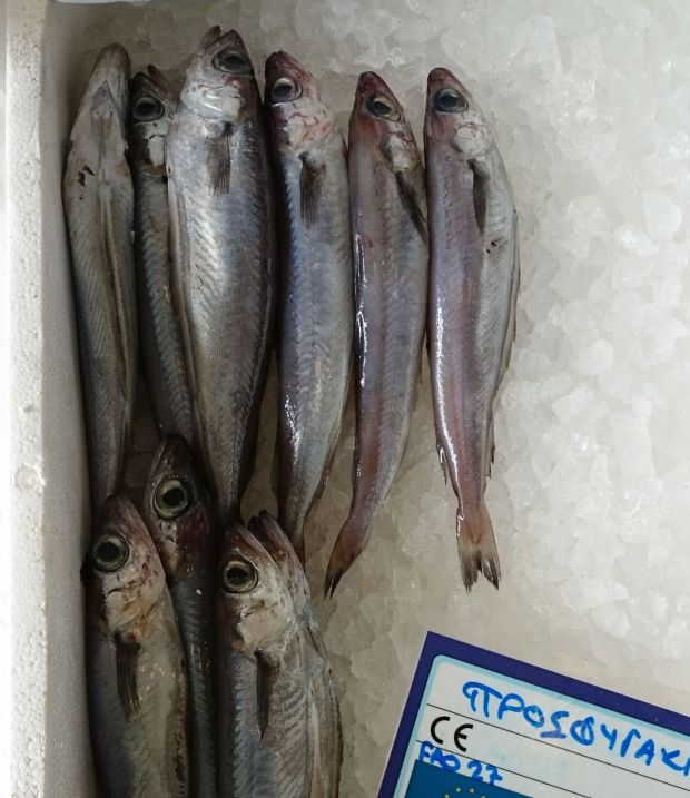 photo: Νίκος Μορόπουλος