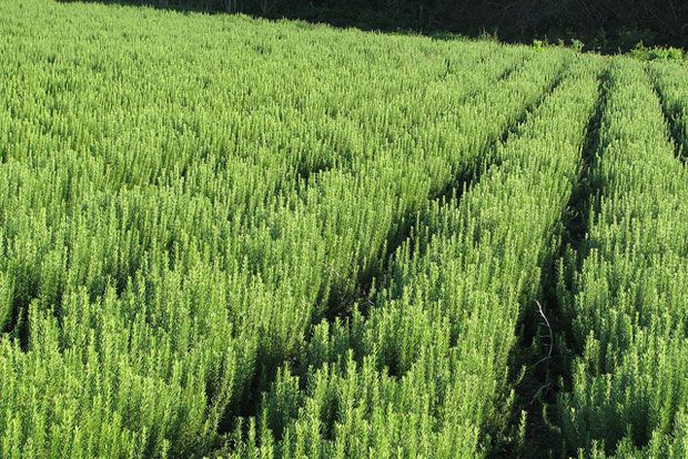 Photo: bigshoulders/flickr