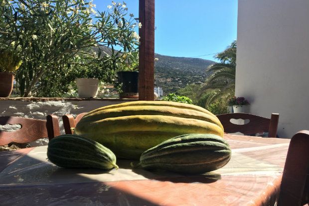 [The Authentic Blue]