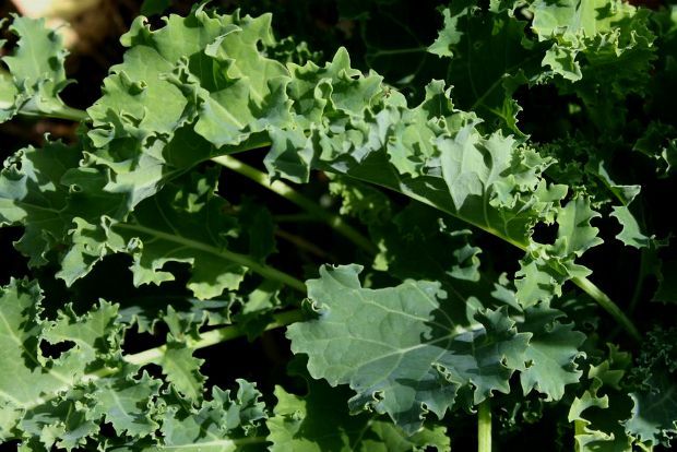 Σέσκουλο, spartasoap@Flickr