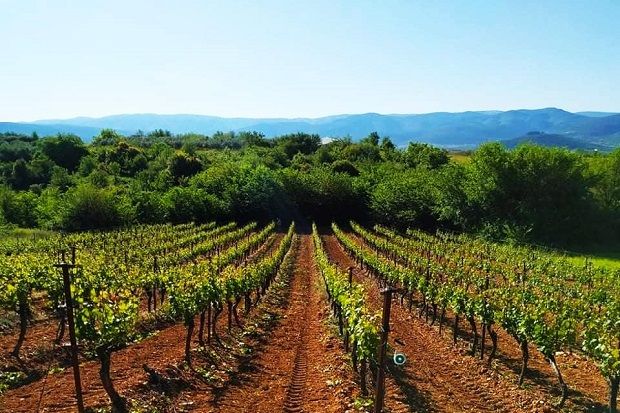 Αμπελώνας του Κτήματος Μιχαηλίδη στα Κύργια της Δράμας