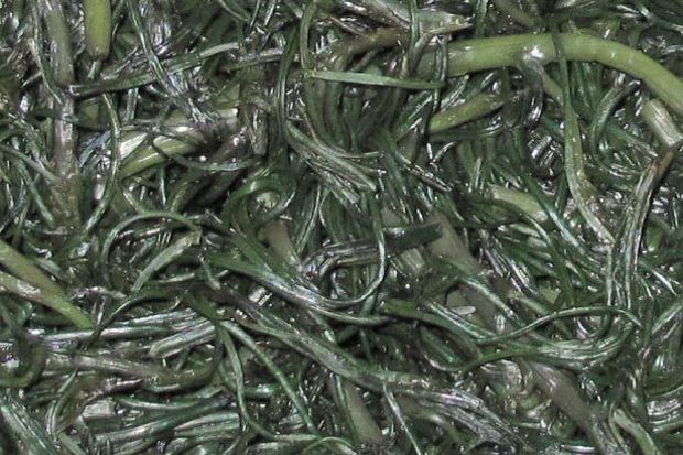 Photo: Μορόπουλος Νίκος