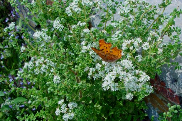 Η ρίγανη ανθισμένη