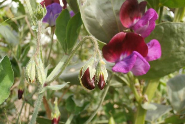 photo: Άντυ Παξινός