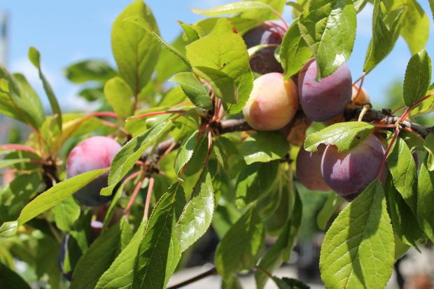 Η υπέροχη Χώρα της Σκοπέλου, χιονισμένη (skopelosweb.gr)
