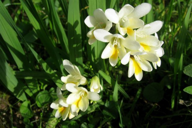Freesia alba