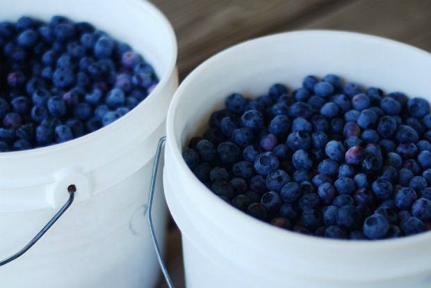 Photo: gardenista.com